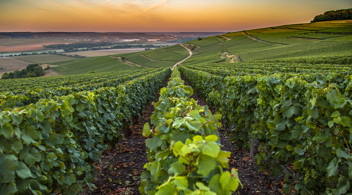 view of vineyards with fields, lake and hills in the distance at sunset